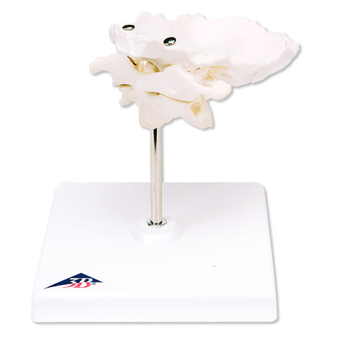 Ƭĭh׵͘׵Mϣڿɲж