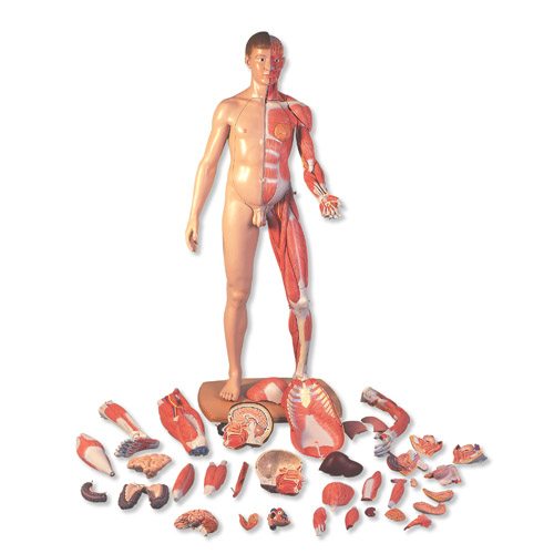 3B Scientific˴Сԁwģ39